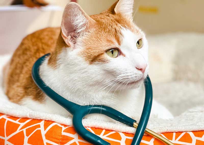 Carousel Slide 2: Cat veterinary care