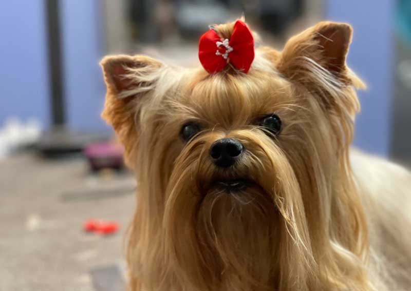 Carousel Slide 5: Pet grooming