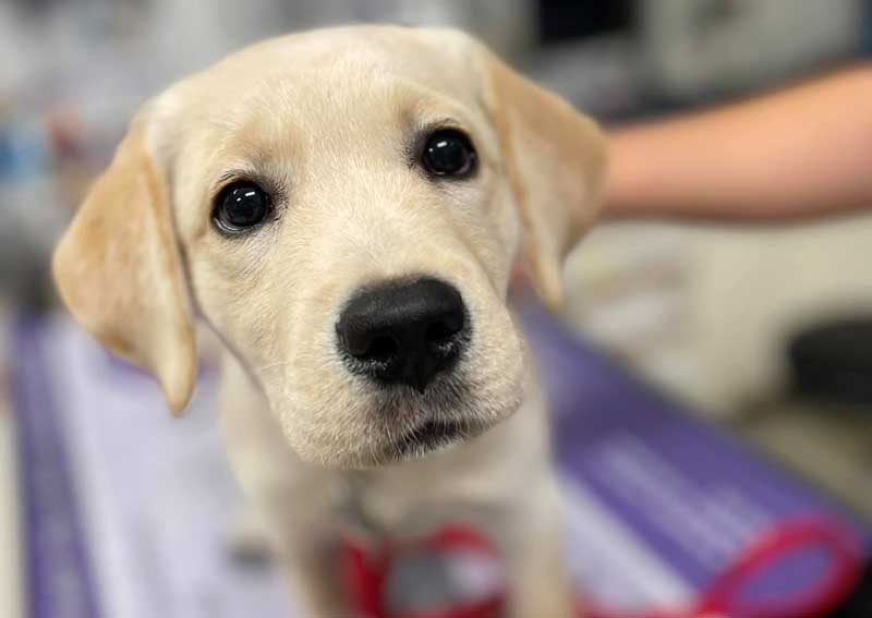 Carousel Slide 3: Dog care for all stages of life.