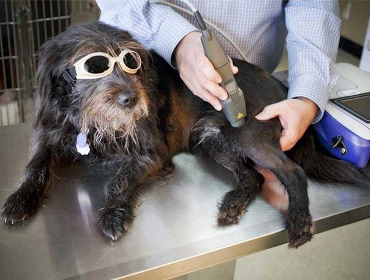 Laser Therapy for Pets